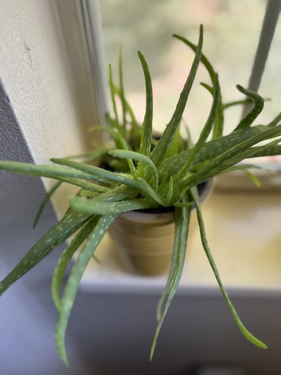 Aloe Vera in stoneware pot