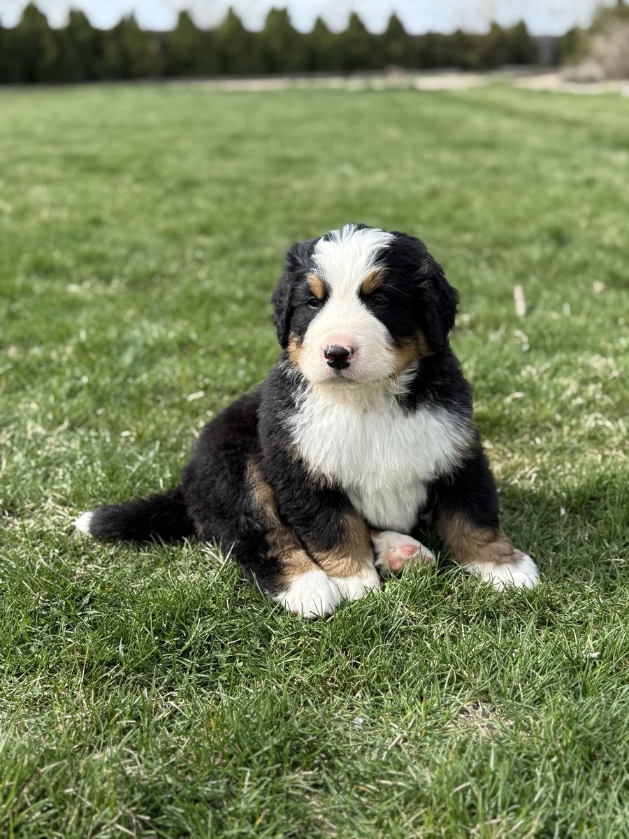 Bernese Mountain Dog Puppies