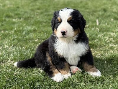 Bernese Mountain Dog Puppies