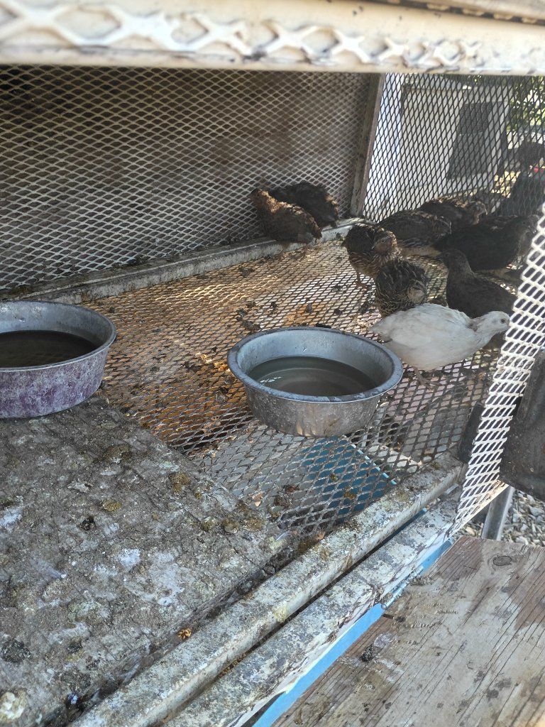 55 Gallon Blue Plastic Barrels / Water Storage Drums 15 dollar
quail 2$ kittens 30$
