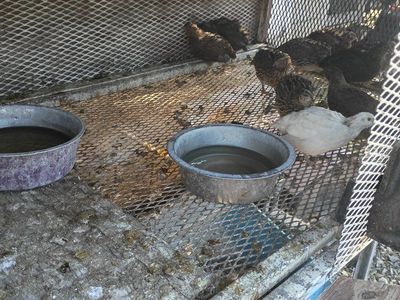 55 Gallon Blue Plastic Barrels / Water Storage Drums 15 dollar
quail 2$ kittens 30$