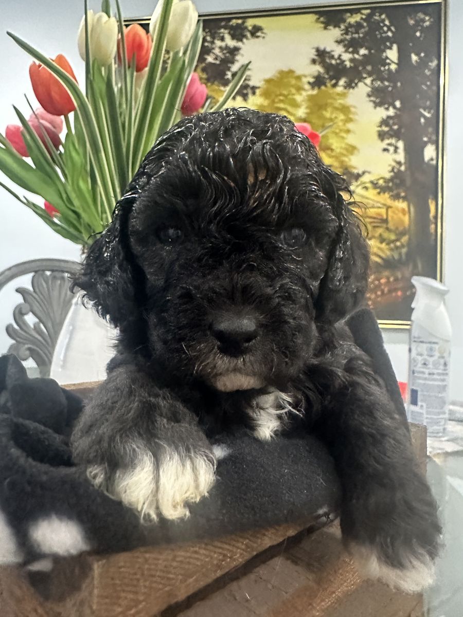 Adorable Black Toy Puppy - Hypoallergenic, Ready for New Home