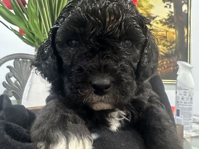 Adorable Black Toy Puppy - Hypoallergenic, Ready for New Home