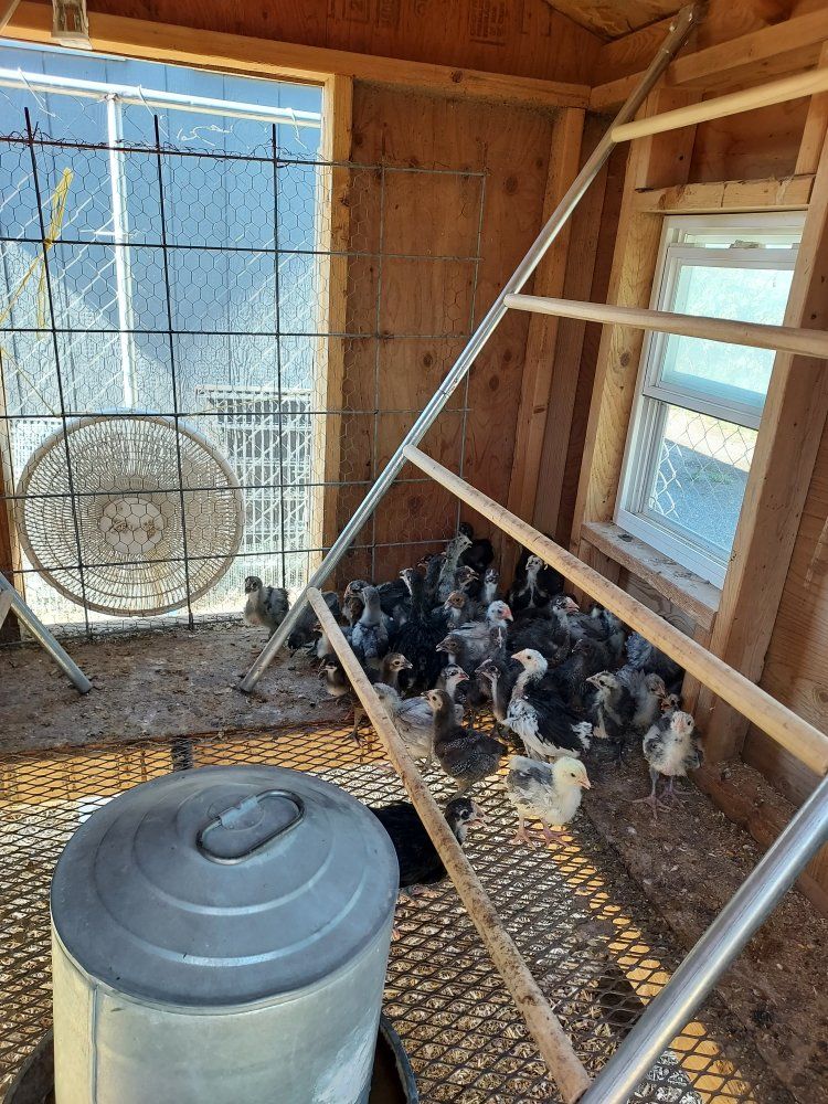 Mostly (B)lue (B)lack & (S)plash English Orpington Chicks with a few Buff and spotted odd colors