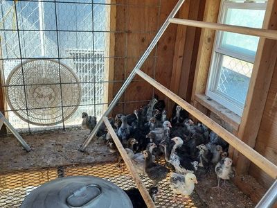 Mostly (B)lue (B)lack & (S)plash English Orpington Chicks with a few Buff and spotted odd colors