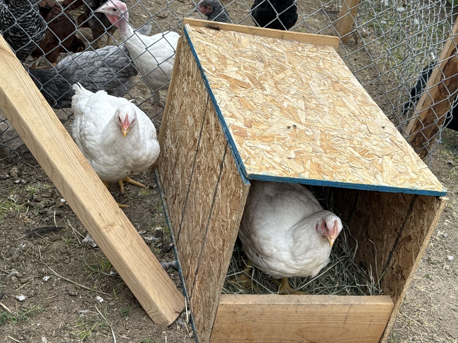 two meat birds for Sale - Live Poultry, Healthy Farm Animals