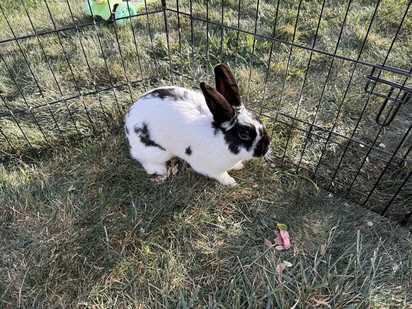 Adorable Black & White Spotted Pet Rabbit - Ready for a New Home