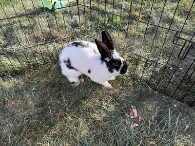 Adorable Black & White Spotted Pet Rabbit - Ready for a New Home
