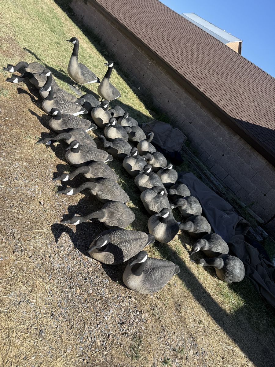 Goose decoys