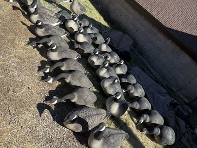 Goose decoys