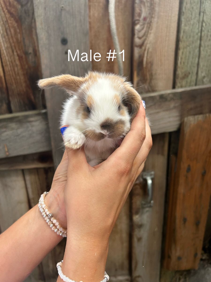 Main image 4