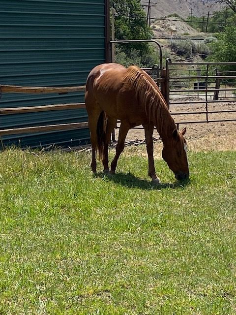 Horse for sale