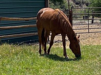 Horse for sale