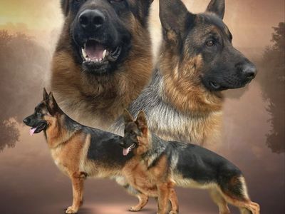 AKC German Shepherd Puppies