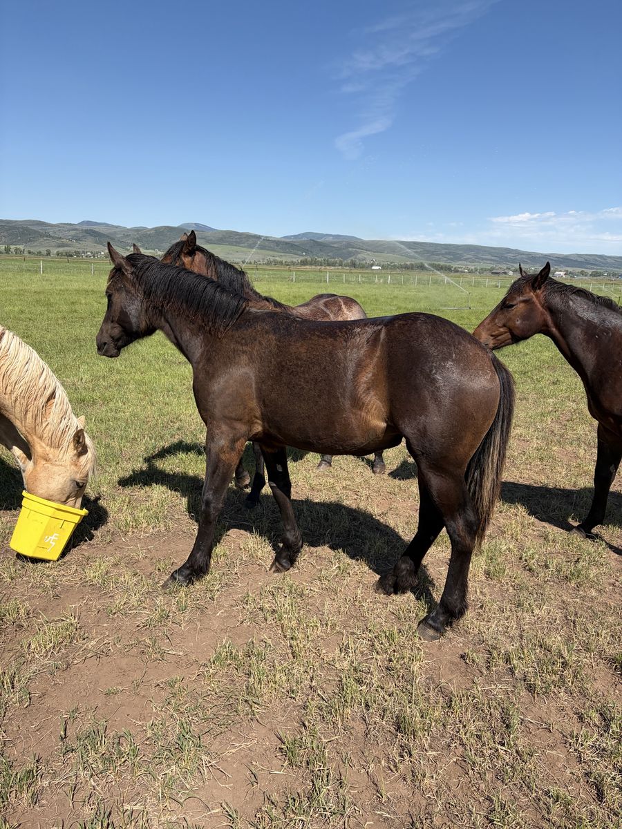 Yearling Draft Cross Filly