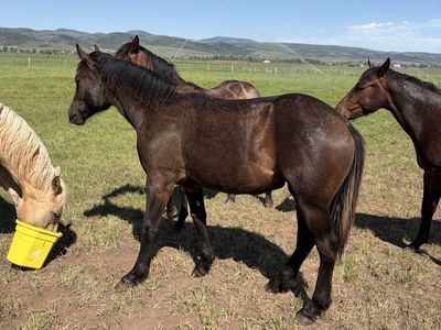 Yearling Draft Cross Filly