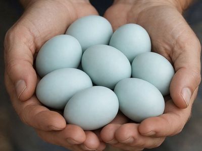 FertilIzed olive eggers - Maran/True Blue Cross