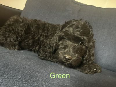 Goldendoodles Puppies f1b Rare Phantom Coloring last puppy left