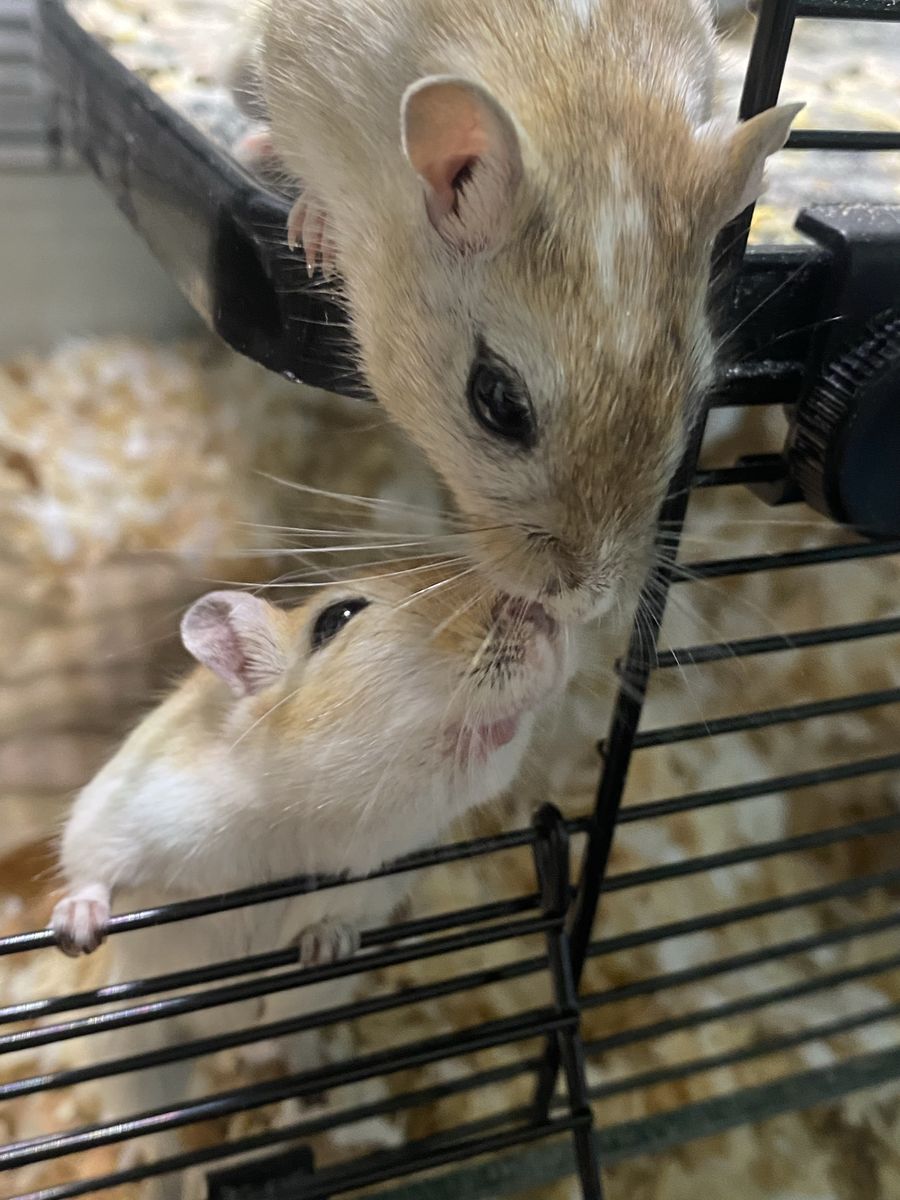 Two Female Gerbils