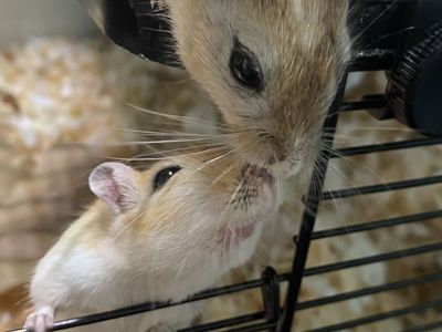 Two Female Gerbils