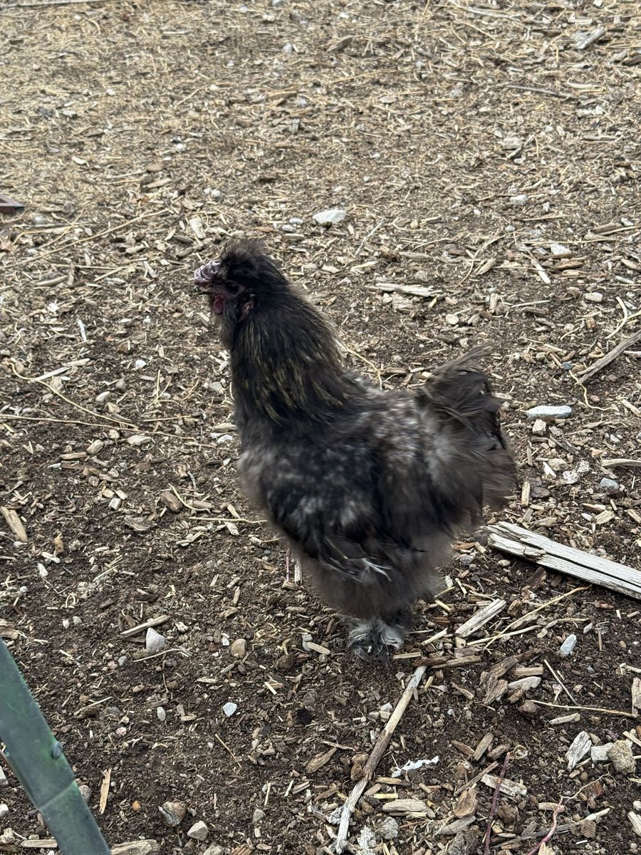 Free Roosters 