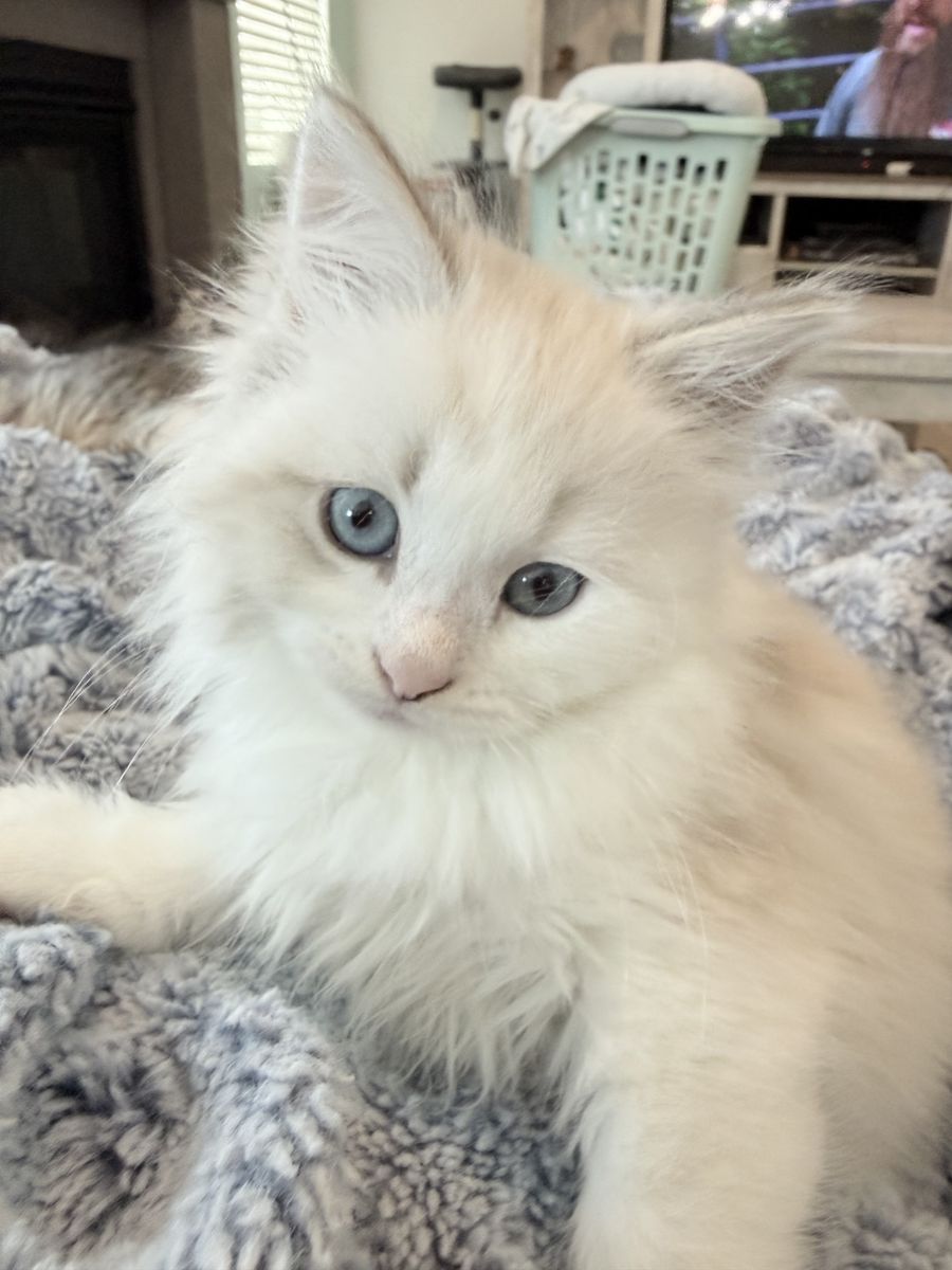 Siberian Forest Cat Kitten - TICA Award of Excellence Lineage - Hypoallergenic Fur