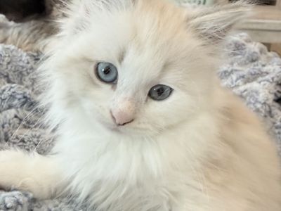 Siberian Forest Cat Kitten - TICA Award of Excellence Lineage - Hypoallergenic Fur
