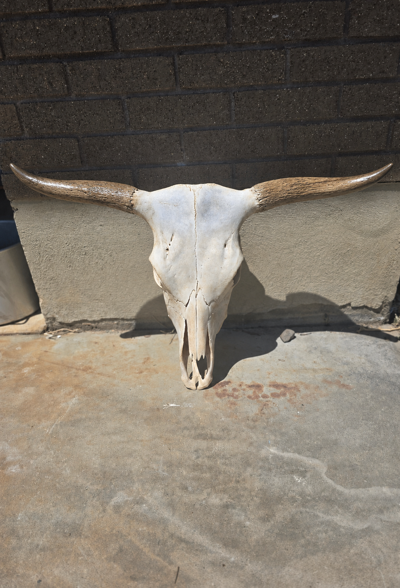 Home Decor Longhorn/Corriente 100% real material