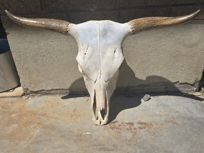Home Decor Longhorn/Corriente 100% real material