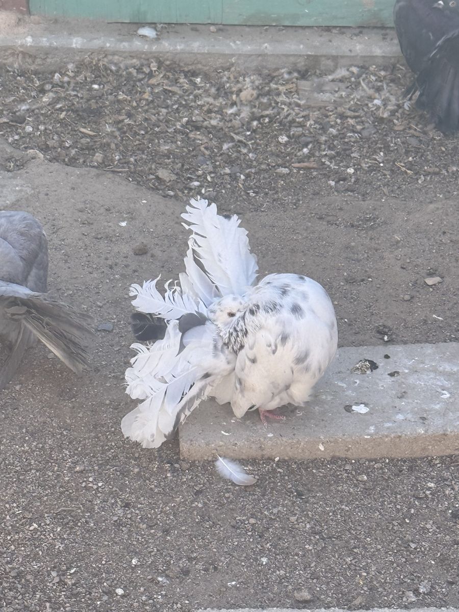 Anerican fantail Pigeons