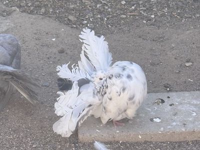 Anerican fantail Pigeons