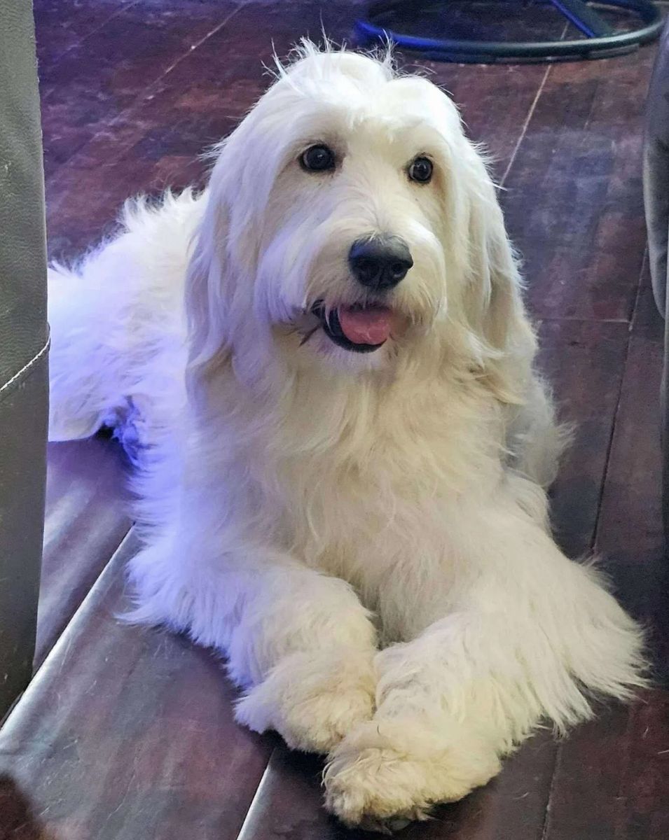 2 year old adult female goldendoodle