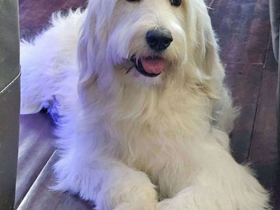 2 year old adult female goldendoodle