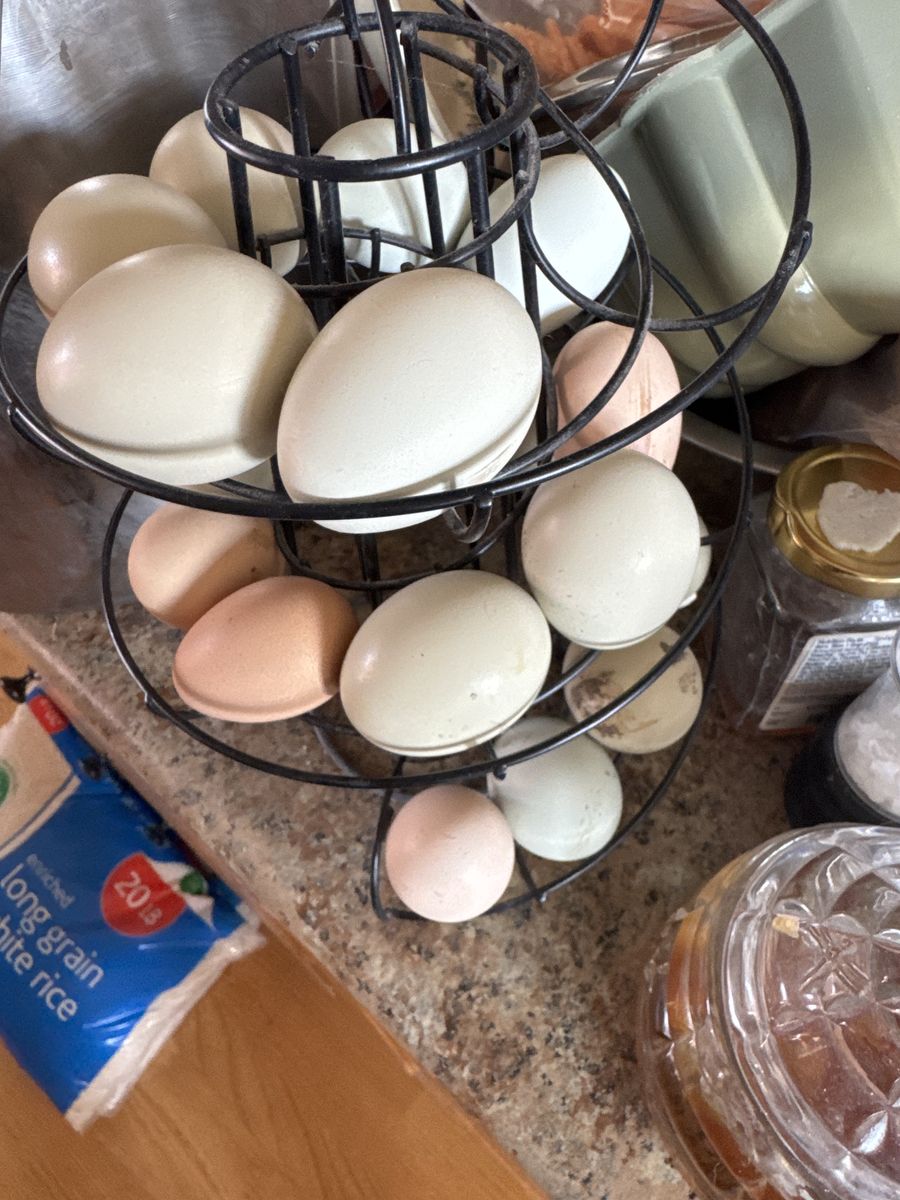 Free Range Eggs