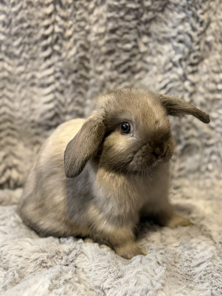 Purebred Holland Lop Doe