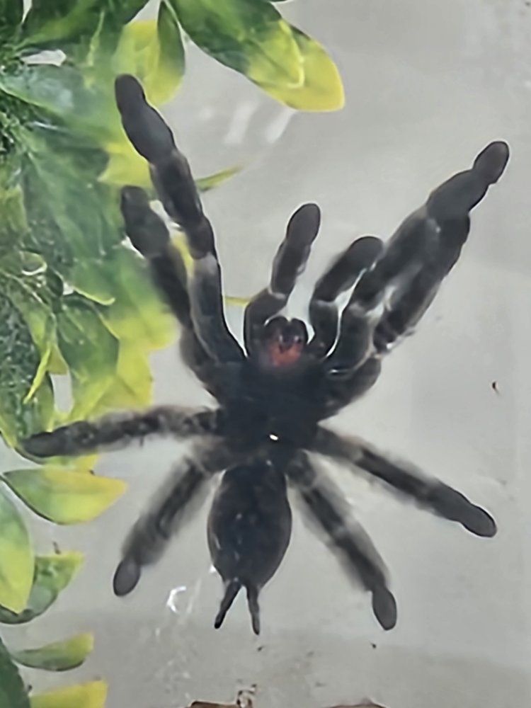 4 Tarantulas