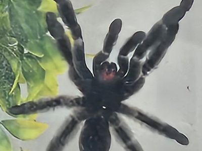 4 Tarantulas