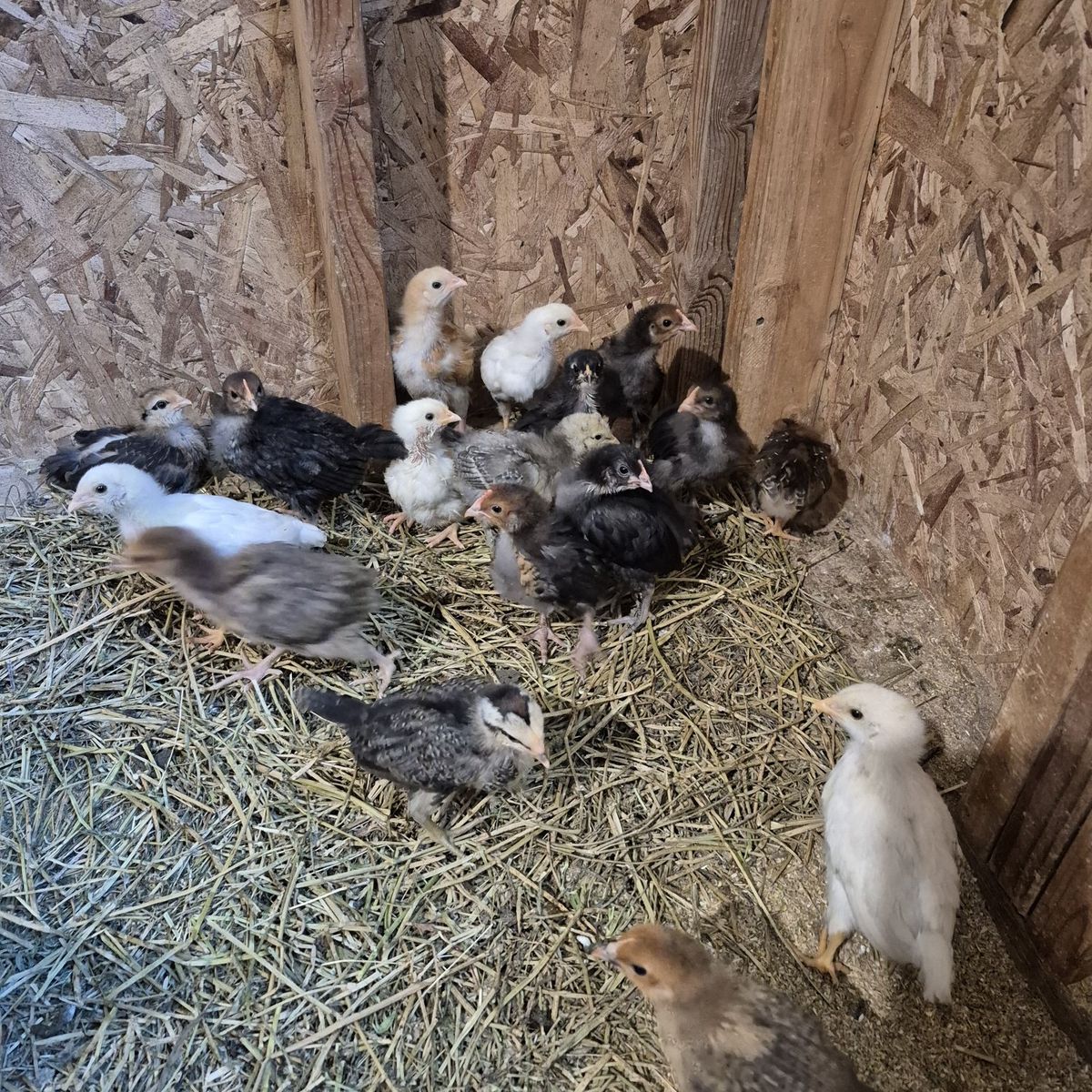 month old chicks! healthy and strong!