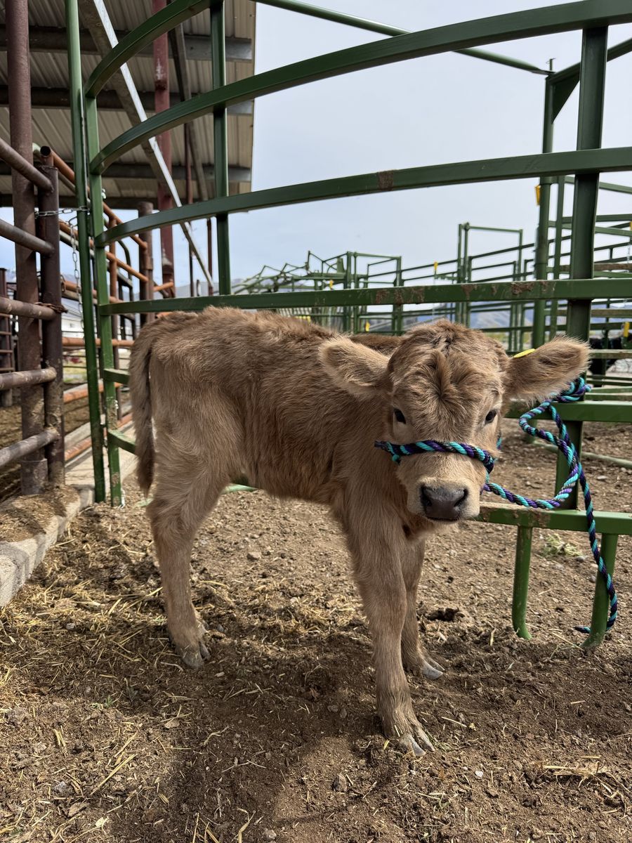 Mini Highland Heifer Silver/Dun