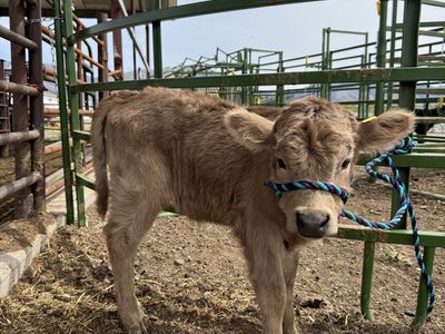Mini Highland Heifer Silver/Dun