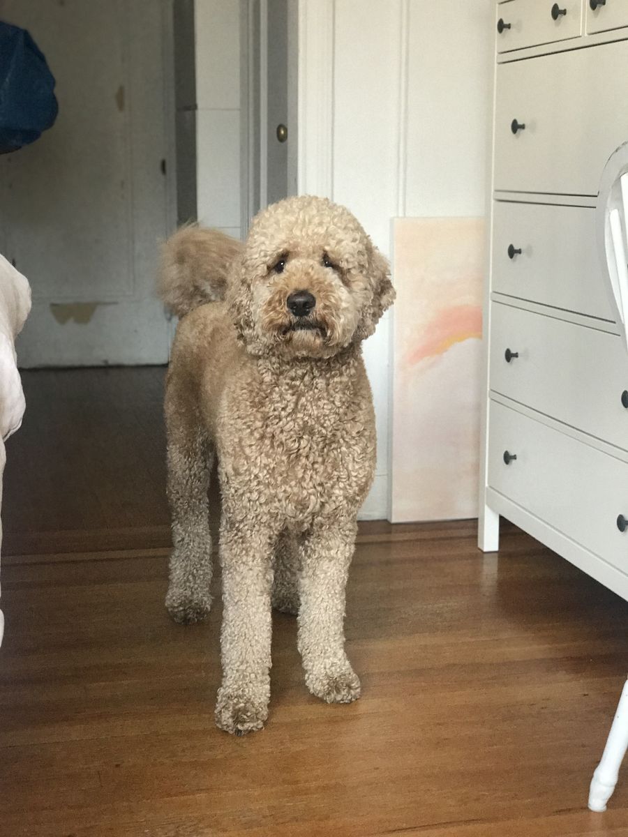 Rehoming F1B Goldendoodle