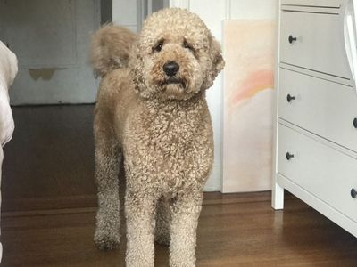 Rehoming F1B Goldendoodle