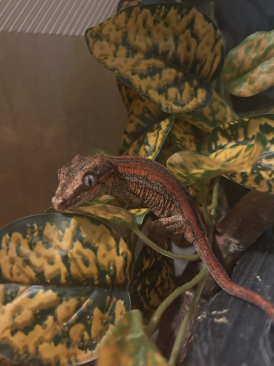 Gargoyle gecko
