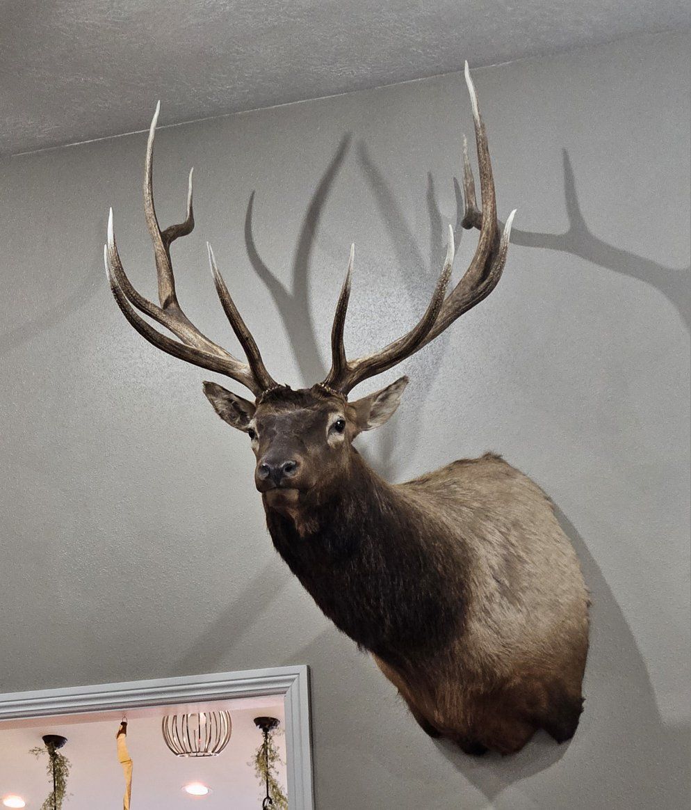 Beautiful 345 Bull Elk Mount