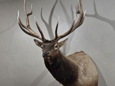 Beautiful 345 Bull Elk Mount