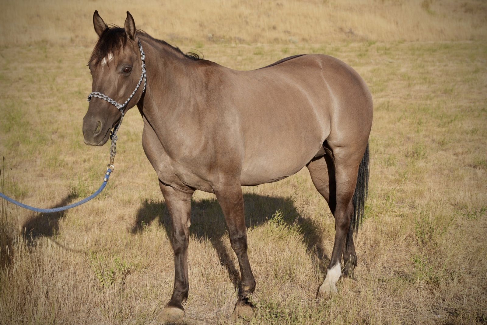 11yo Registered AQHA Grulla Mare