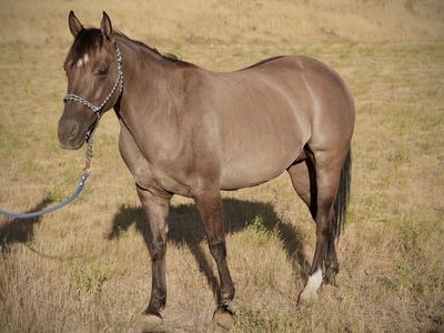 11yo Registered AQHA Grulla Mare