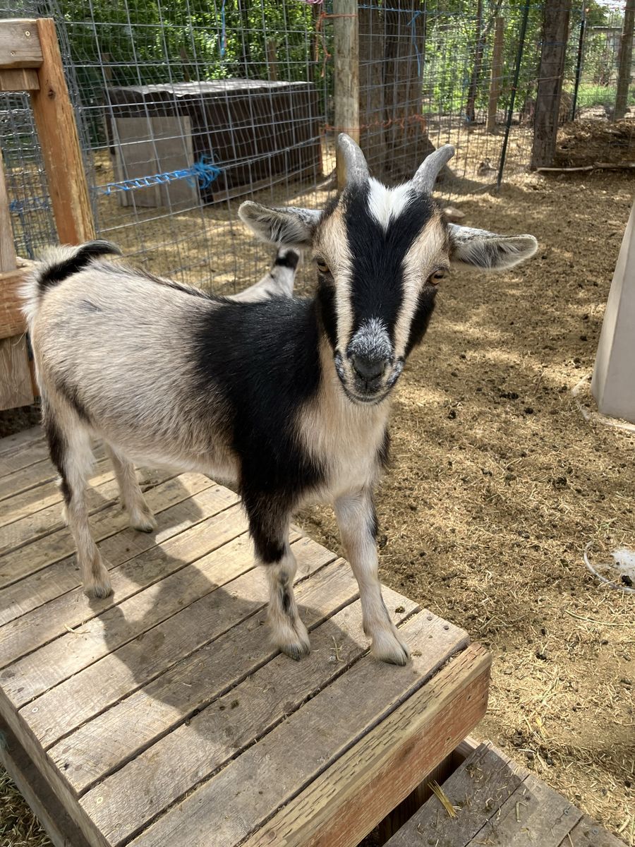Female year old Nigerian dwarf goats