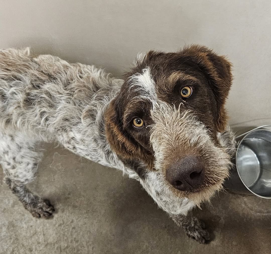 FOUND DOG IN BRIGHAM CITY! Do you recognize this dog? Now at Brigham City Animal Shelter.