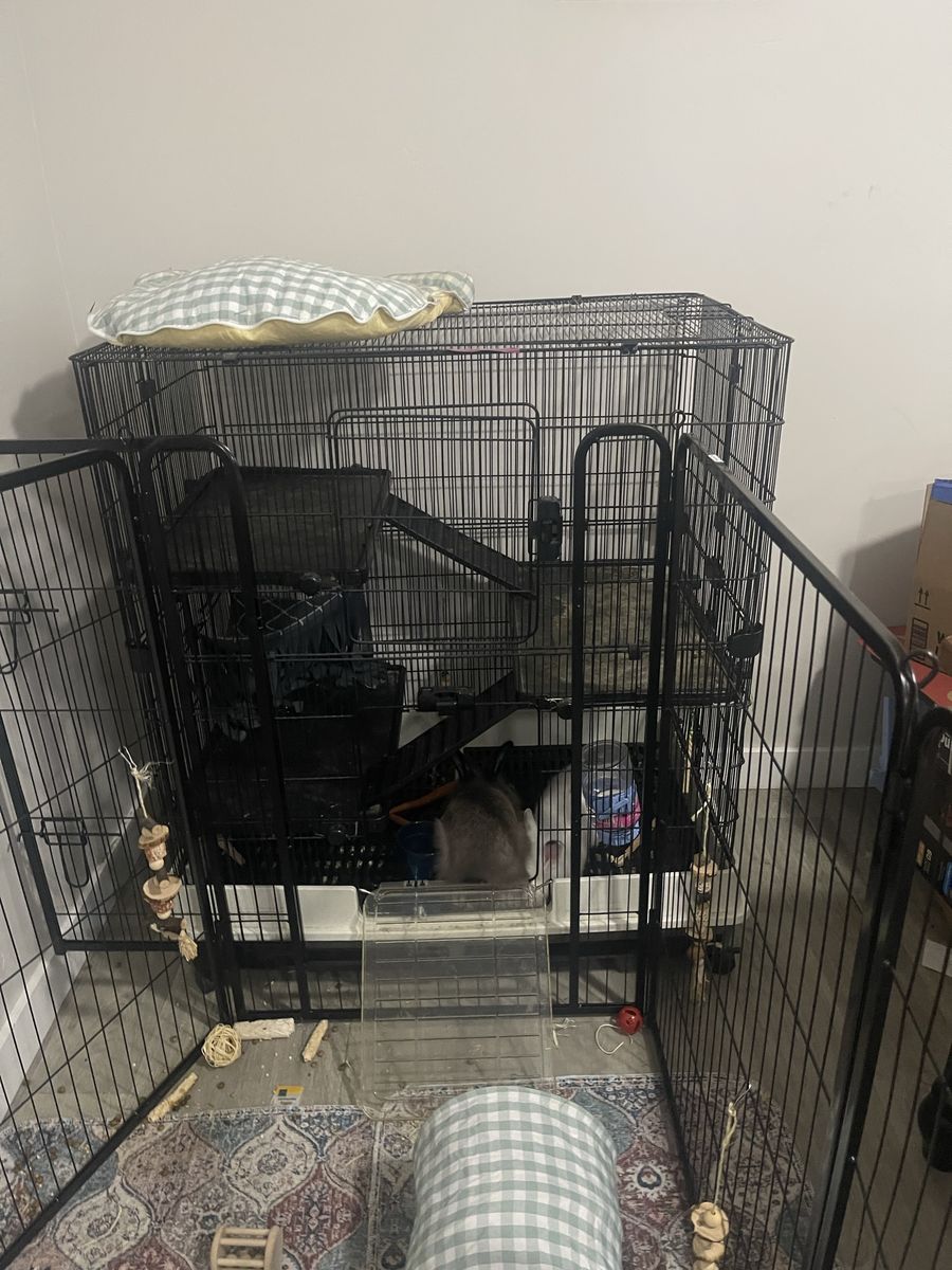Bunny cage & bunnies